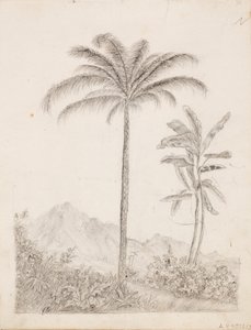 Palmy od Victoria Åberg