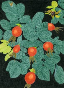Botanické šípky od Viktoriia Saunina