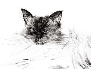 Ospalé oko, 2015, (inkoust na papíře) od Vincent Alexander Booth