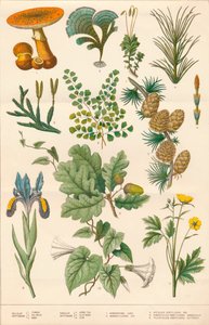 Botanická ilustrace, c1880.