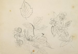 Recto: Květinová studie, 1869-1871 od Vincent Colyer