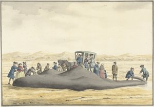 Vorvaně vyplavené na pláži mezi Zandvoortem a Wijk aan Zee, 20. února 1762, při pohledu zezadu
