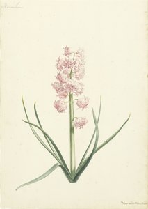 Hyacint Coralien