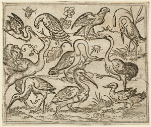 Pštros na levé straně s devíti dalšími ptáky, včetně volavky a pelikána..., 1557.