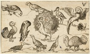 Páv uprostřed obklopený devíti dalšími ptáky, včetně krocana a motýla..., 1572.