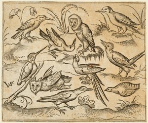 Deset ptáků sedících na větvích a kouscích trávy, včetně dvou sov a ptáka..., 1557.
