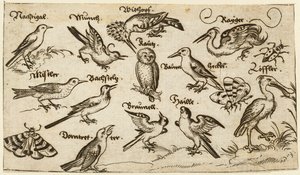 Dvanáct druhů ptáků, včetně sovy a pelikána, jednotlivě označených a umístěných..., 1572.