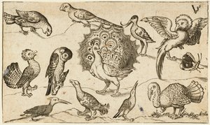 Páv uprostřed obklopený devíti dalšími ptáky, včetně krocana, a motýla na minimální půdě s malým kouskem trávy, z Douce Ornament Prints Album I od Virgilius the elder (after) Solis