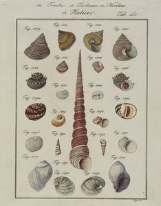 Mořské mušle: Trochi, Turbíny, Neritae Helices, z Neues Systematisches Conchylien-Cabinet, 1784 (ručně kolorovaný lept a rytina) od Vogel