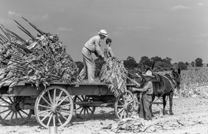 Muž a chlapci nakládají čerstvě sklizené tabákové listy na vůz na farmě