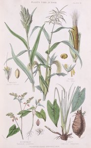 Proso, kukuřice, pohanka a Taro, ilustrace z Historie rostlinného království od Williama Rhinda 1797-1874, 1872 barevná rytina od W.H. Fitch