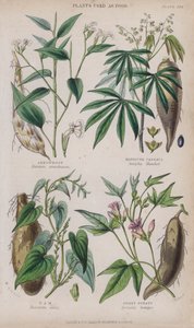 Arrowroot; Maniok nebo maniok; Jam; Sladký brambor (barevné rytí)
