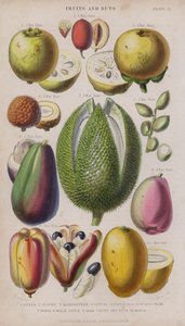 guava; jujuba; mangostan; Litchi; pistácie; Avokádová hruška; Vzdálenosti; malajské jablko; Eki ovoce a ořechy; Chci (barevné rytí)
