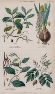 Ipecacuanha; Squill; Sarsaparilla; Copaiba (barevná rytina)