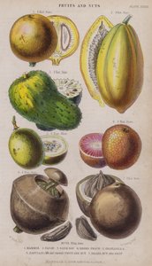Mammee; Papaw; Sour Sop; Negro Peach; Granadilla; Zabucajo (víčko zvednuté) Ovoce a ořech; Brazilský ořech a ovoce (barevné gravírování)