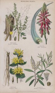 Rebarbora; Aloe; Hořec; Cajeput (barevné rytí) od W. Fitch