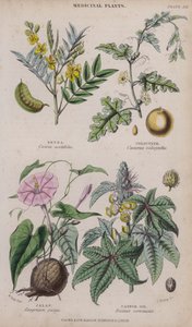 Senna; kolocynt; jalap; Ricinový olej (barevné rytí)