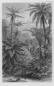 Tree Ferns (barevné gravírování)