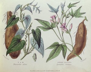 Jam a sladké brambory (barevná rytina) od W. Fitch