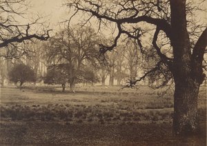 Windsorský park, Krmení jelenů, 50. léta 19. století. od W. H. Nicholl