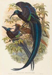 Epimachus speciosus (srpkovitý rajský pták) od W. Hart