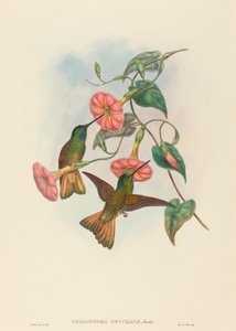 Helianthea osculans (hvězdná přední část) od W. Hart