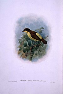 Loboparadisea serica, Vodomilný pták rajský (barevná litografie) od W. and Keulemans J.G. Hart