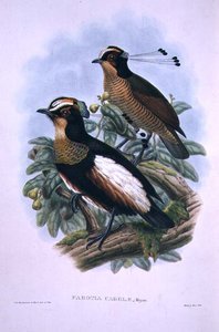Šestidrátový ráj královny Caroly (barevné lito) od W. and Keulemans J.G. Hart