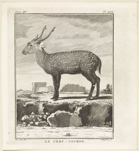 Hert Le Cerf-Cochon (název na objektu) od W. Tringham