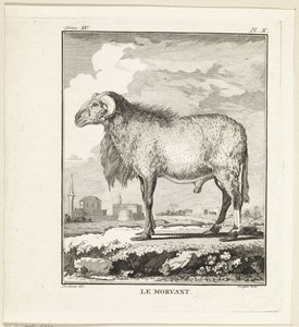 RAM Le Morvant (název na objektu) od W. Tringham