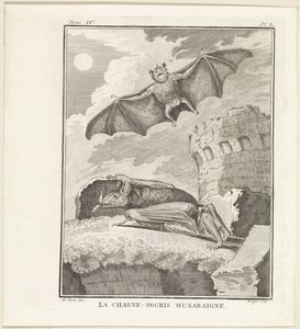 Vleermuizen The Shrew Bat (název na objektu) od W. Tringham