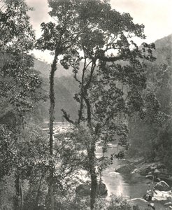 Pohled na řeku Kelani, Kurunegala, Ceylon, 1895. od W and S Ltd