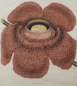 Květ Rafflesia arnoldii od Waldell