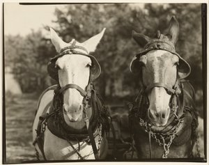 [Dva muly, Hale County, Alabama]