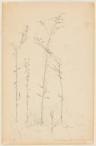 Studie divokých rostlin, Fordham Heights