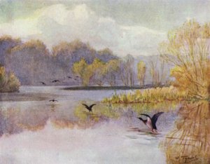 The New Forest: The Pool at Minstead Mill (barevné lito) od Walter Frederick Roofe Tyndale