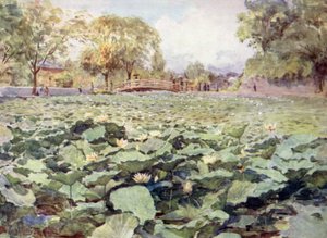 Bílý lotos, hradní příkop, Kofu od Walter Frederick Roofe Tyndale