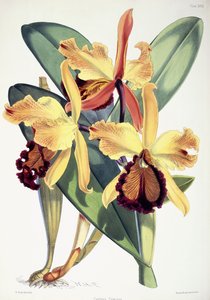 Cattleya Dowiana, kolem 1862-1877