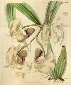 Coryanthes maculata od Walter Hood Fitch