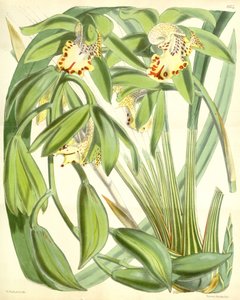 Cymbidium hookerianum od Walter Hood Fitch
