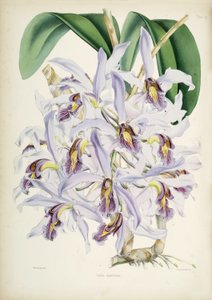 Ilustrace Schomburgkia superbiens (Orig. Laelia superbiens)