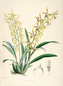 Odontoglossum lindleyanum od Walter Hood Fitch