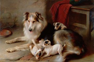 Kolie se štěňaty foxteriéra, 1913