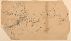 Přírodovědná studie od Walter Shirlaw