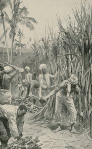 Trinidad Coolies při práci v rákosovém poli od Walter Stanley Paget