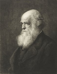 Charles Robert Darwin (rytina) od Walter William (after) Ouless