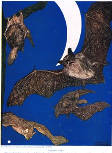 Britští netopýři, ilustrace z knihy "The New Natural History", autor John Arthur Thompson (1861-1933), vydaná nakladatelstvím G.P. Putnam