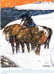 Shetlandští poníci, ilustrace z 