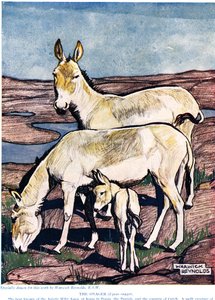 The Onager, z „Nové přírodní historie“, od Johna Arthura Thompsona (1861-1933), vydaného G.P. Putnamovi synové, 1926