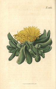 Ficoide - Mesembryanthemum depressum von Weddell Weddell